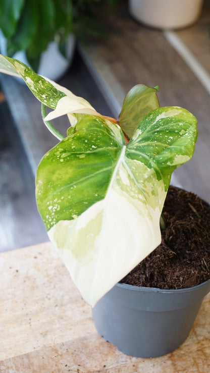 Philodendron Gloriosum variegata Tricolore studio plantes rares jungle jardinerie strasbourg rare plant shop online pflanzen