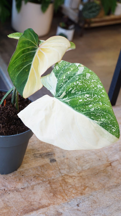 Philodendron Gloriosum variegata Tricolore studio plantes rares jungle jardinerie strasbourg rare plant shop online pflanzen