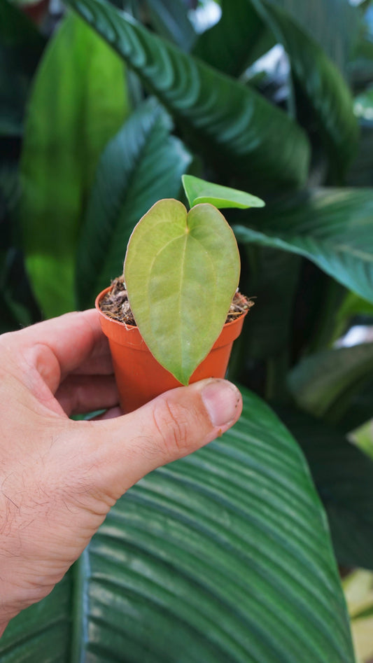 Anthurium Dressleri studio plantes rares jungle jardinerie strasbourg rare plant shop online pflanzen