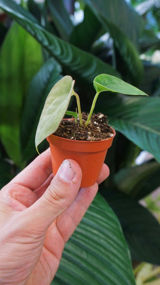 Anthurium Dressleri studio plantes rares jungle jardinerie strasbourg rare plant shop online pflanzen