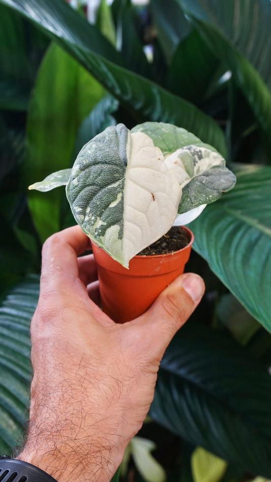 Alocasia Melo Albo Variegata studio plantes rares jungle jardinerie strasbourg rare plant shop online pflanzen