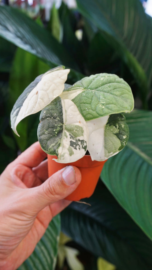 Alocasia Melo Albo Variegata studio plantes rares jungle jardinerie strasbourg rare plant shop online pflanzen