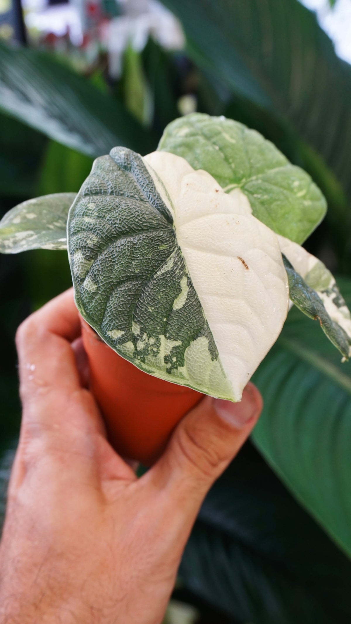 Alocasia Melo Albo Variegata studio plantes rares jungle jardinerie strasbourg rare plant shop online pflanzen