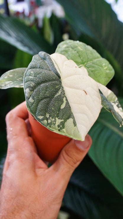 Alocasia Melo Albo Variegata studio plantes rares jungle jardinerie strasbourg rare plant shop online pflanzen