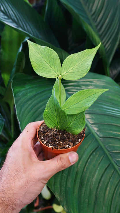Hoya Polyneura Studio plantes rares jungle jardinerie strasbourg rare plant shop online pflanzen
