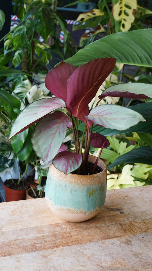 Calathea Rosea Picta Silver Plate Studio plantes rares jungle jardinerie strasbourg rare plant shop online pflanzen