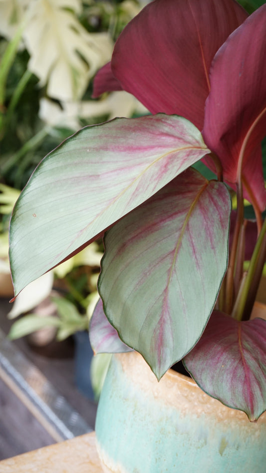Calathea Rosea Picta Silver Plate Studio plantes rares jungle jardinerie strasbourg rare plant shop online pflanzen