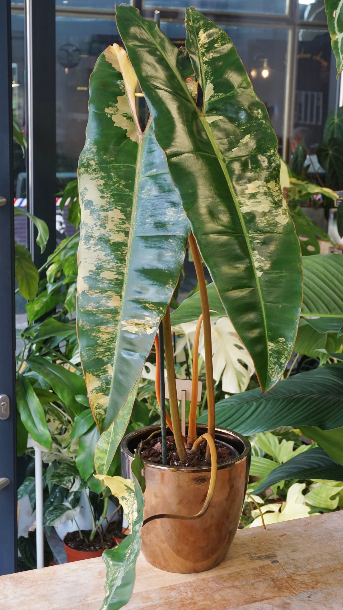 Philodendron Billietiae Variegata studio plantes rares jungle jardinerie strasbourg rare plant shop online pflanzen