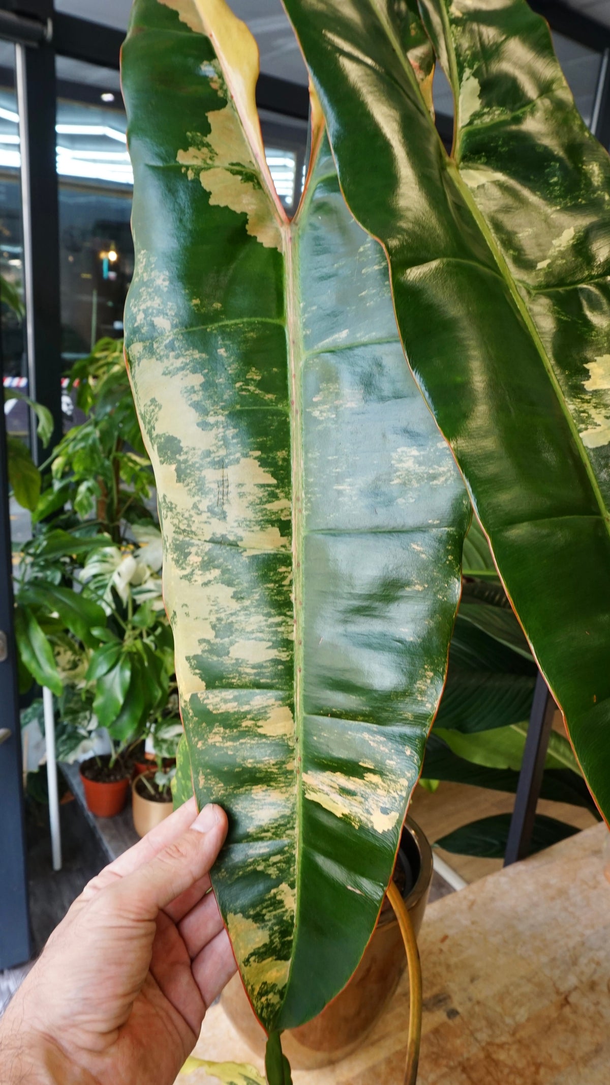Philodendron Billietiae Variegata studio plantes rares jungle jardinerie strasbourg rare plant shop online pflanzen