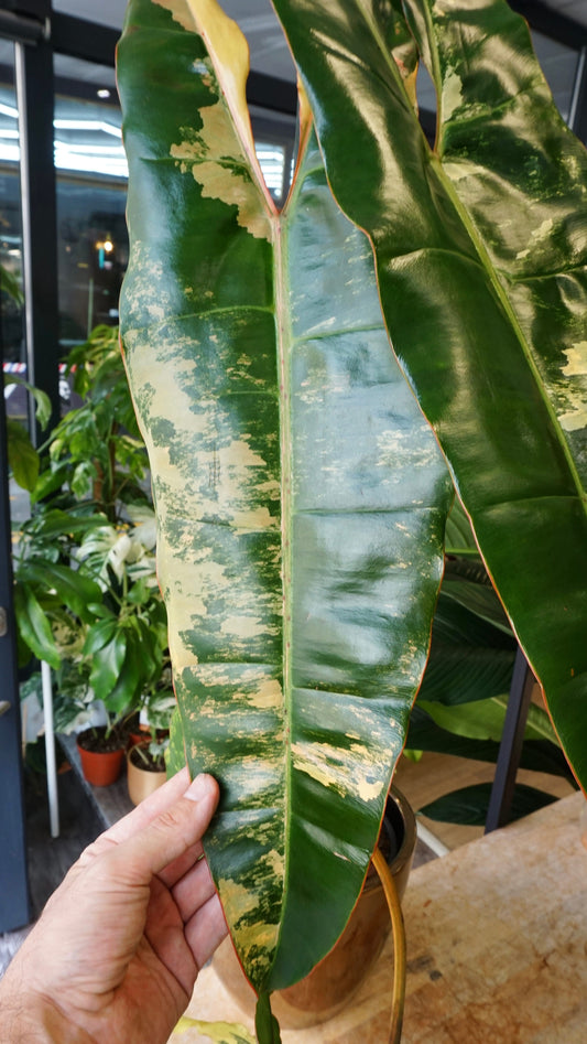 Philodendron Billietiae Variegata studio plantes rares jungle jardinerie strasbourg rare plant shop online pflanzen