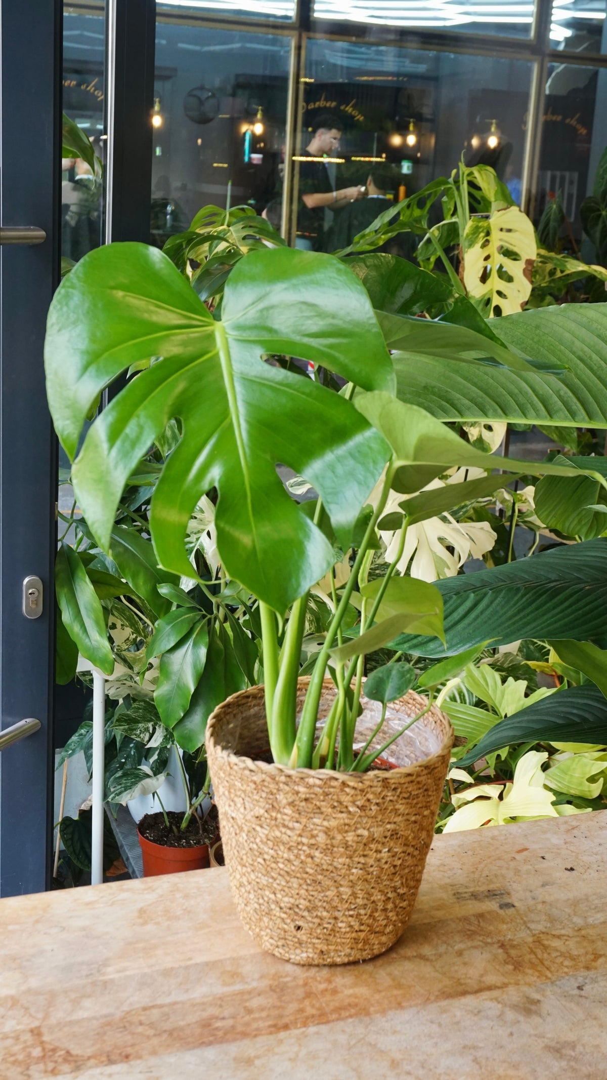 Monstera Deliciosa studio plantes rares jungle jardinerie strasbourg rare plant shop online pflanzen