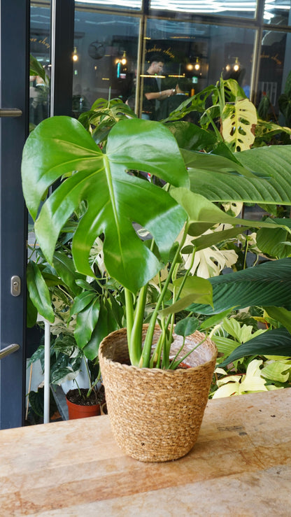 Monstera Deliciosa studio plantes rares jungle jardinerie strasbourg rare plant shop online pflanzen