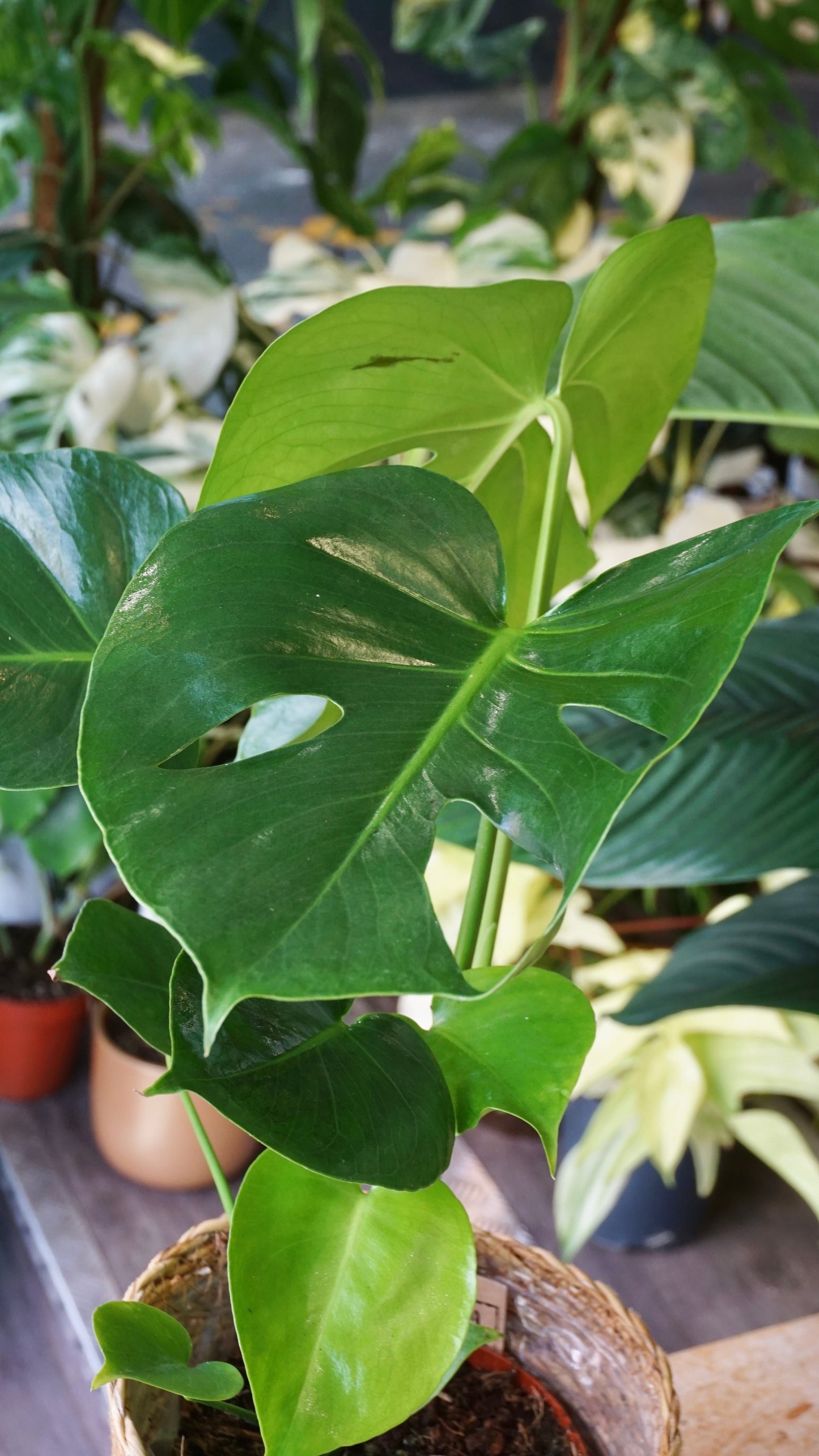 Monstera Deliciosa studio plantes rares jungle jardinerie strasbourg rare plant shop online pflanzen