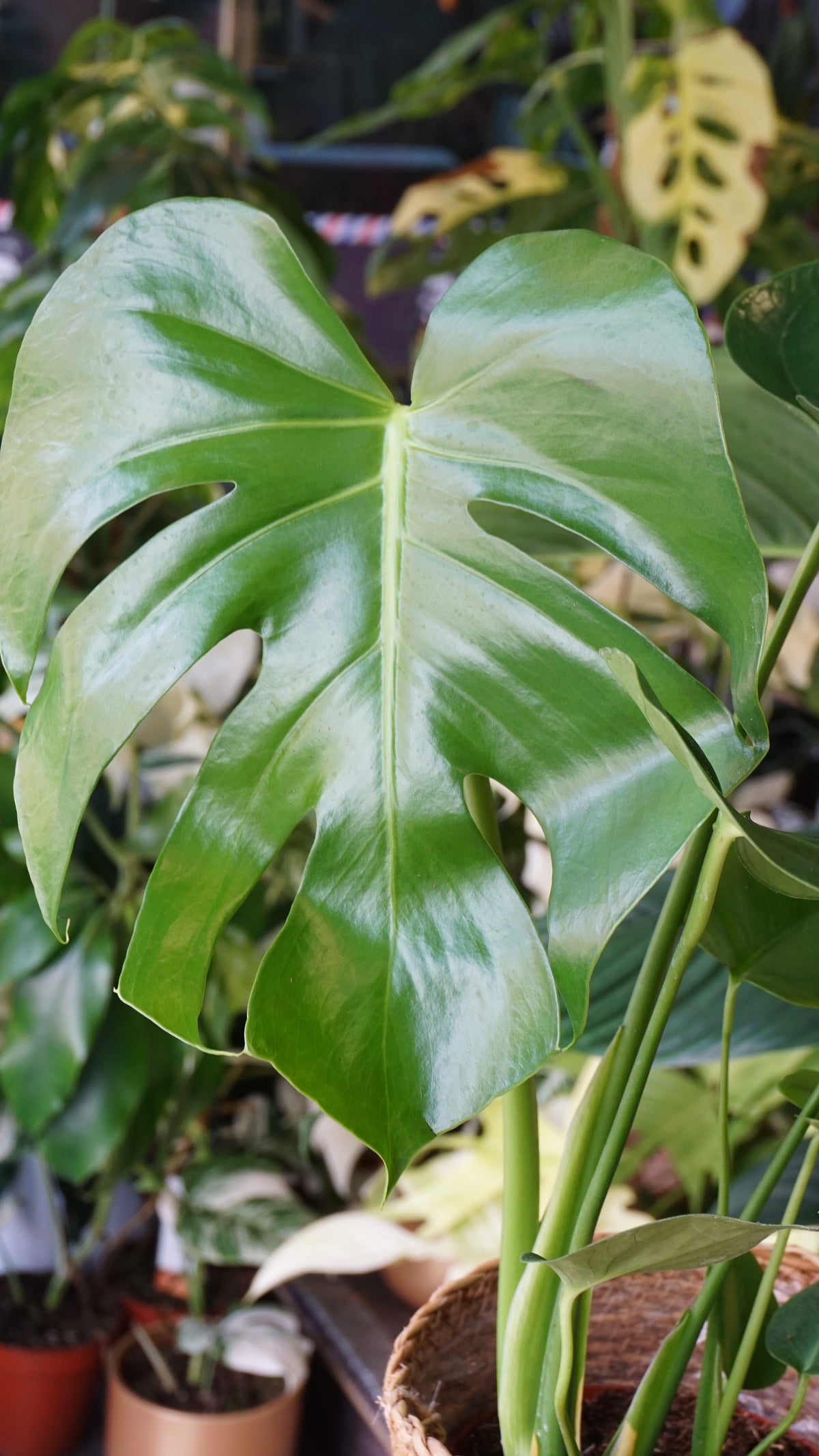 Monstera Deliciosa studio plantes rares jungle jardinerie strasbourg rare plant shop online pflanzen leaf zoom