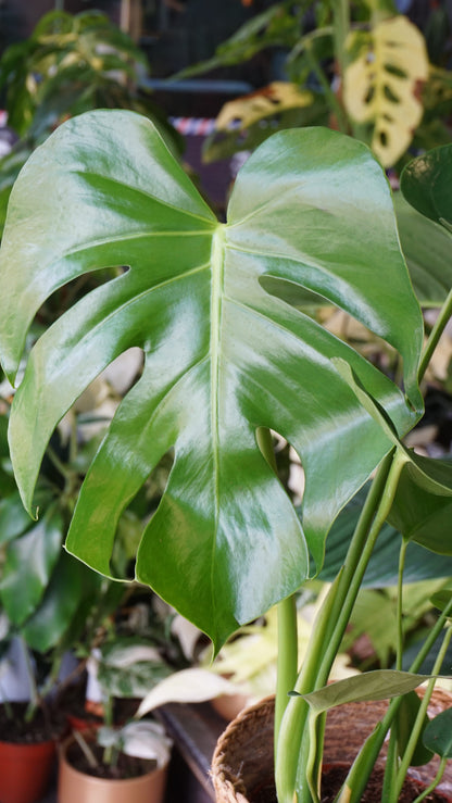 Monstera Deliciosa studio plantes rares jungle jardinerie strasbourg rare plant shop online pflanzen leaf zoom