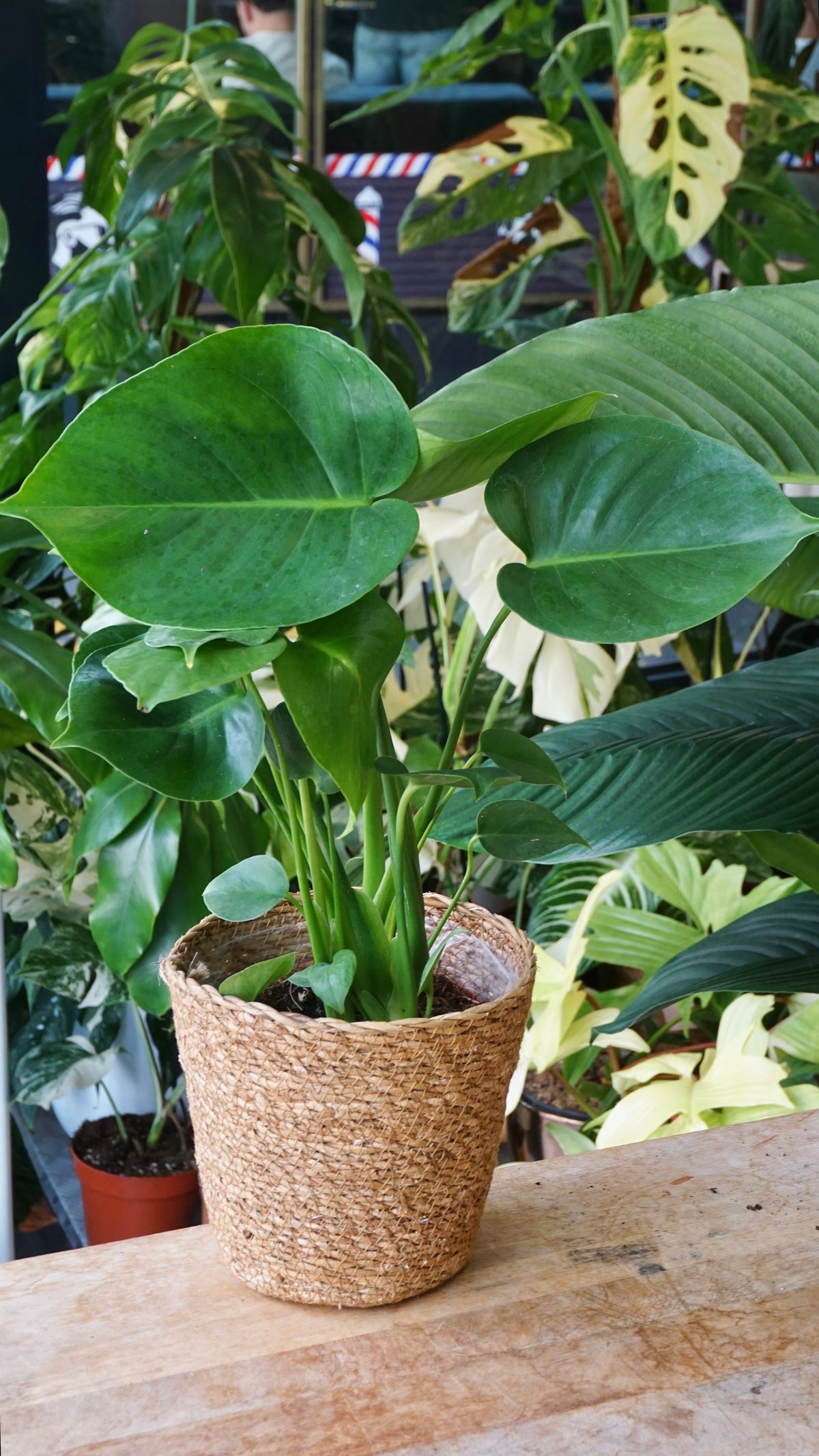 Monstera Deliciosa studio plantes rares jungle jardinerie strasbourg rare plant shop online pflanzen