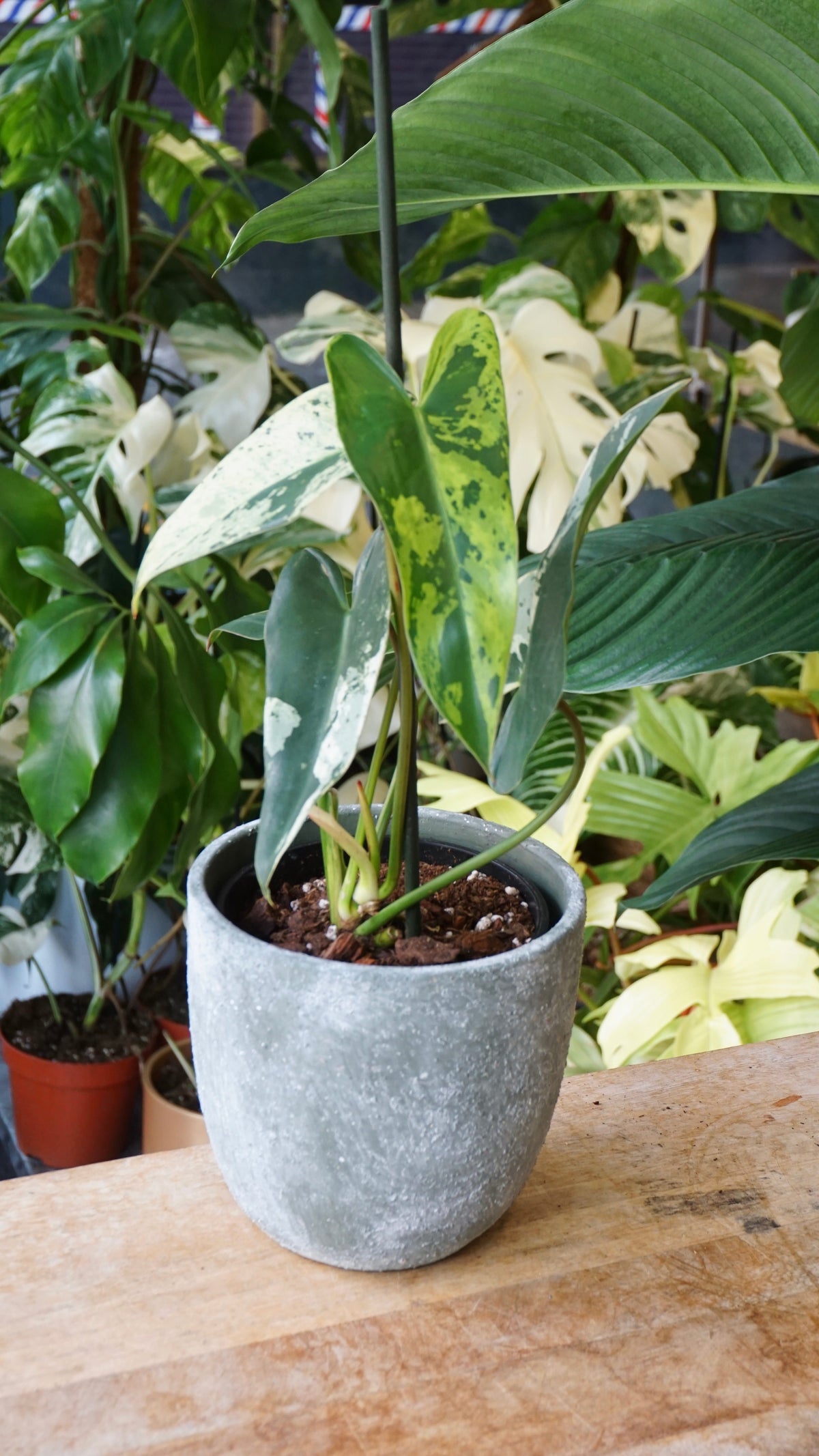 Philodendron Ilsemanii studio plantes rares jungle jardinerie strasbourg rare plant shop online pflanzen