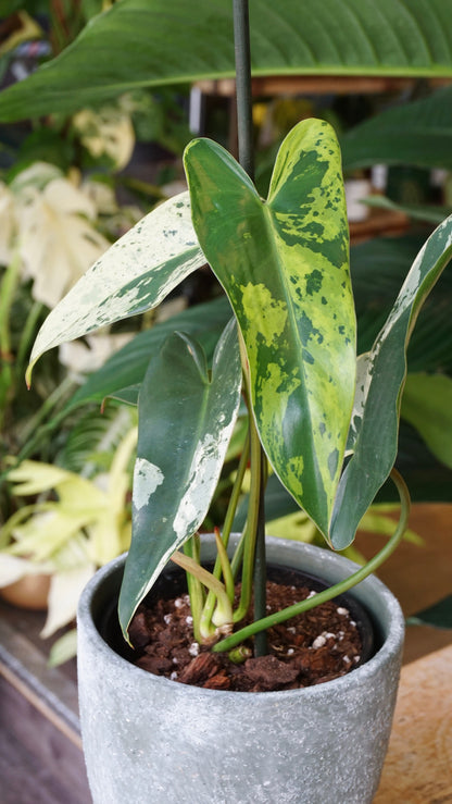 Philodendron Ilsemanii studio plantes rares jungle jardinerie strasbourg rare plant shop online pflanzen