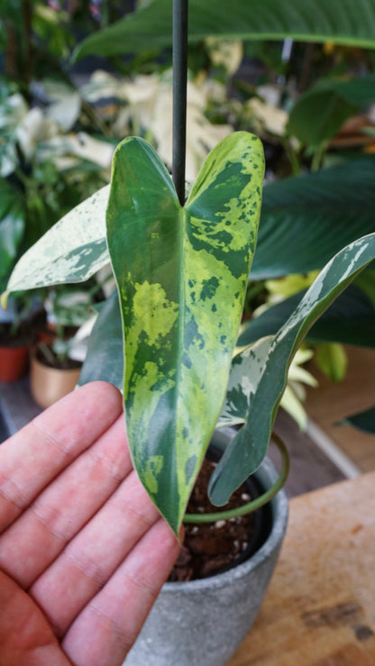 Philodendron Ilsemanii studio plantes rares jungle jardinerie strasbourg rare plant shop online pflanzen