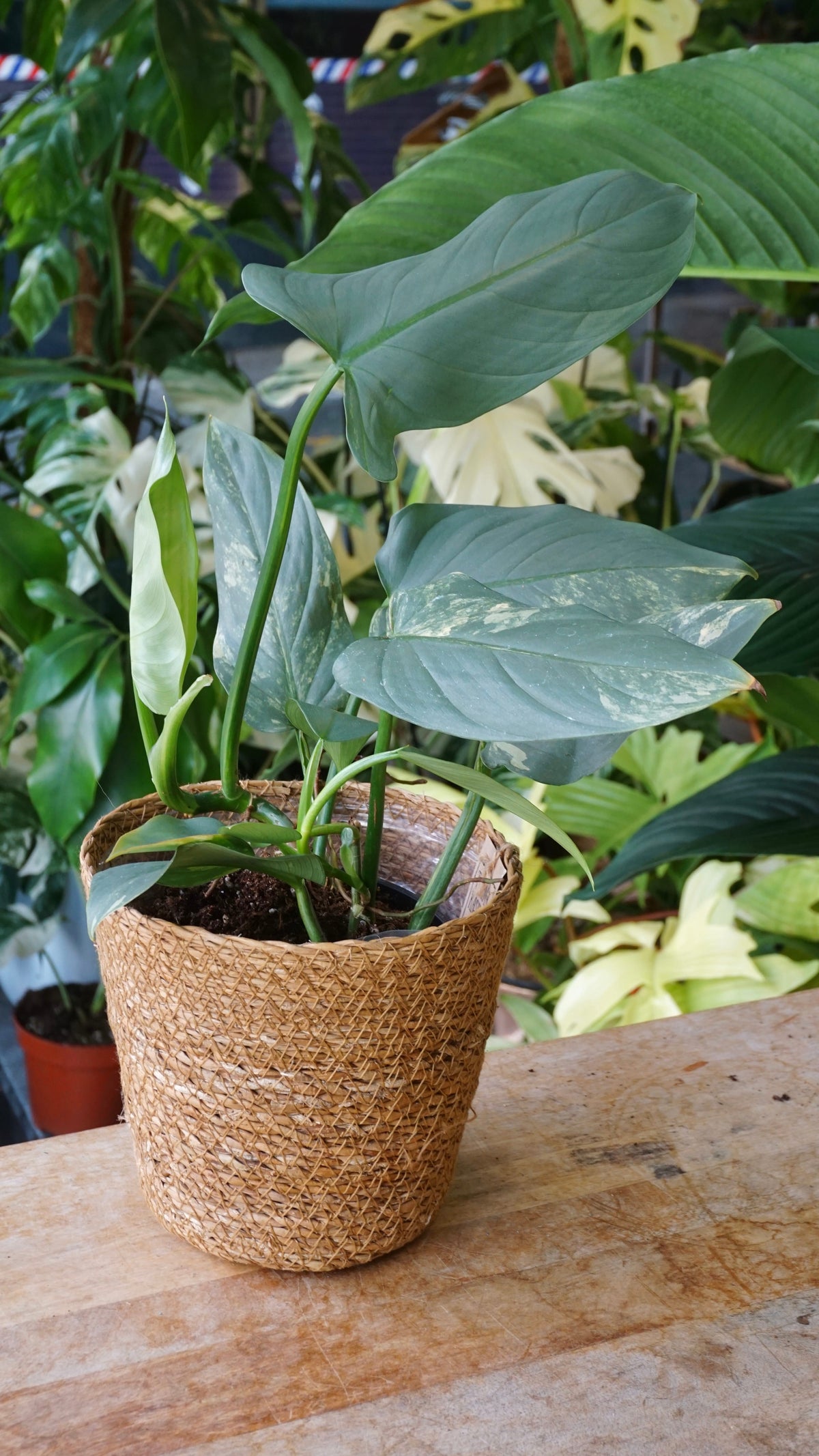 Philodendron Silver Sword Variegata studio plantes rares jungle jardinerie strasbourg rare plant shop online pflanzen