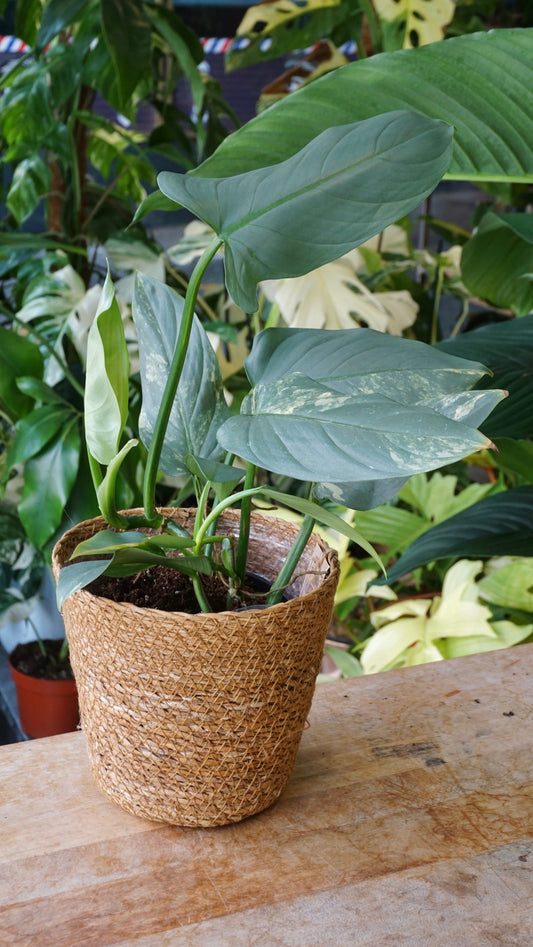 Philodendron Silver Sword Variegata studio plantes rares jungle jardinerie strasbourg rare plant shop online pflanzen