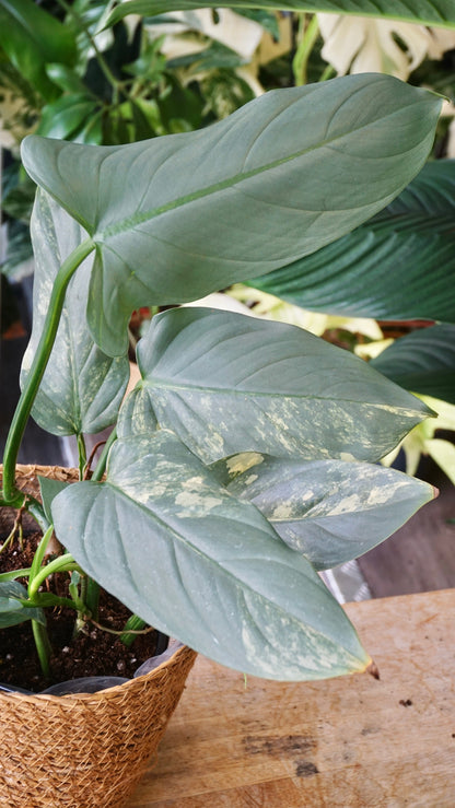 Philodendron Silver Sword Variegata studio plantes rares jungle jardinerie strasbourg rare plant shop online pflanzen
