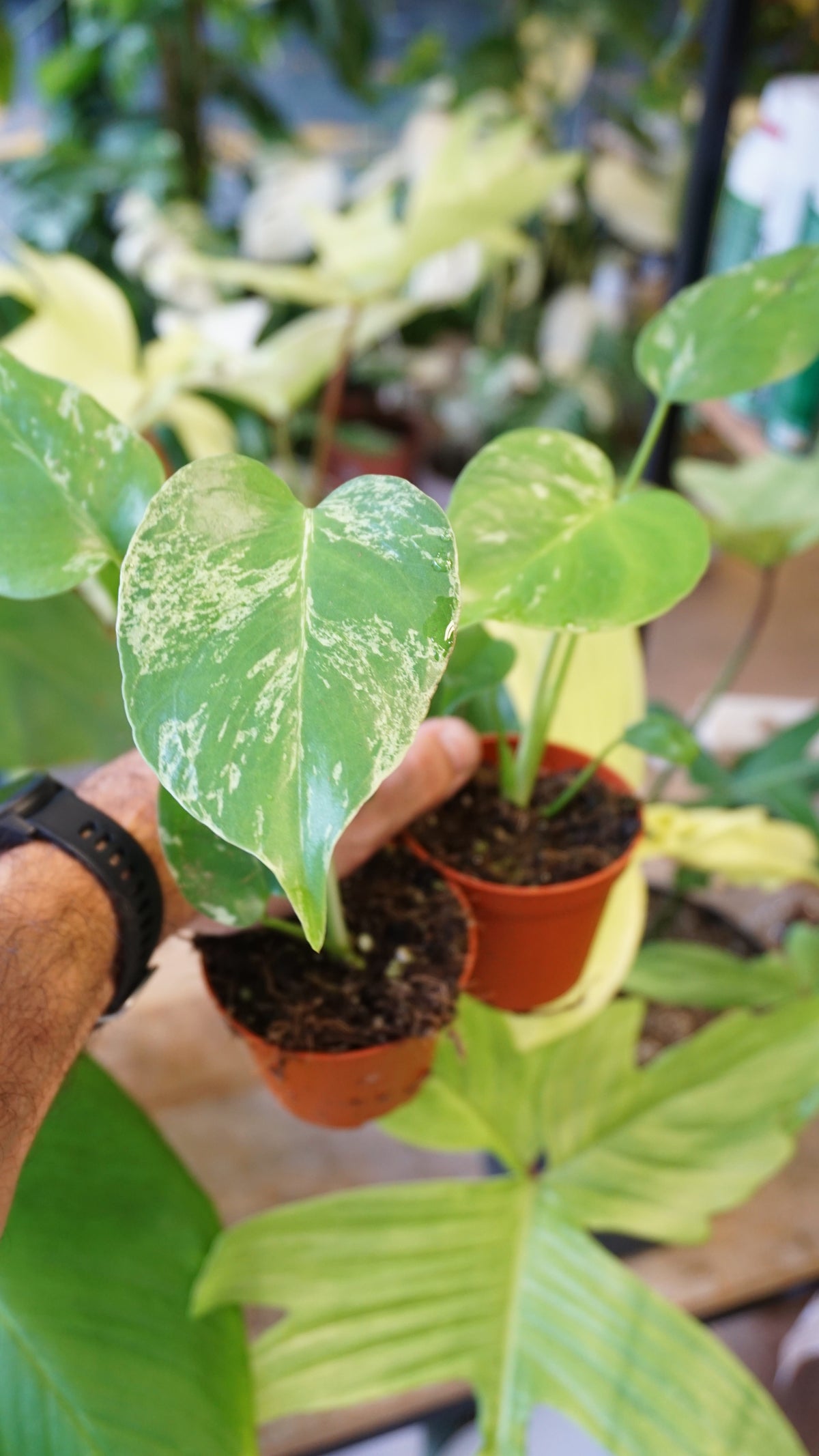 Monstera Bulbasaur Baby studio plantes rares jungle jardinerie strasbourg rare plant shop online pflanzen leaf zoom