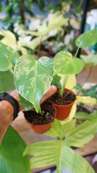 Monstera Bulbasaur Baby studio plantes rares jungle jardinerie strasbourg rare plant shop online pflanzen leaf zoom