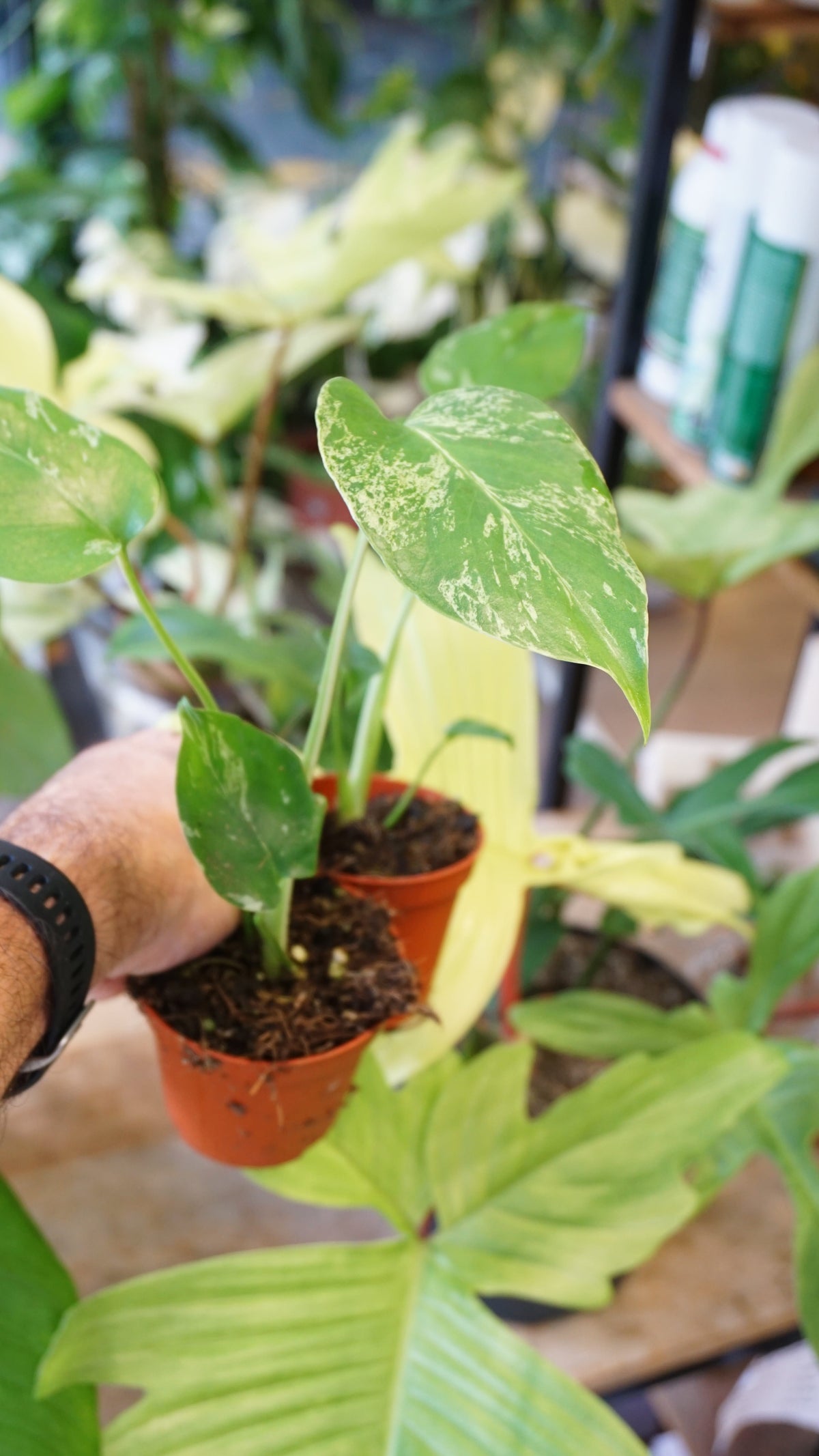 Monstera Bulbasaur Baby studio plantes rares jungle jardinerie strasbourg rare plant shop online pflanzen