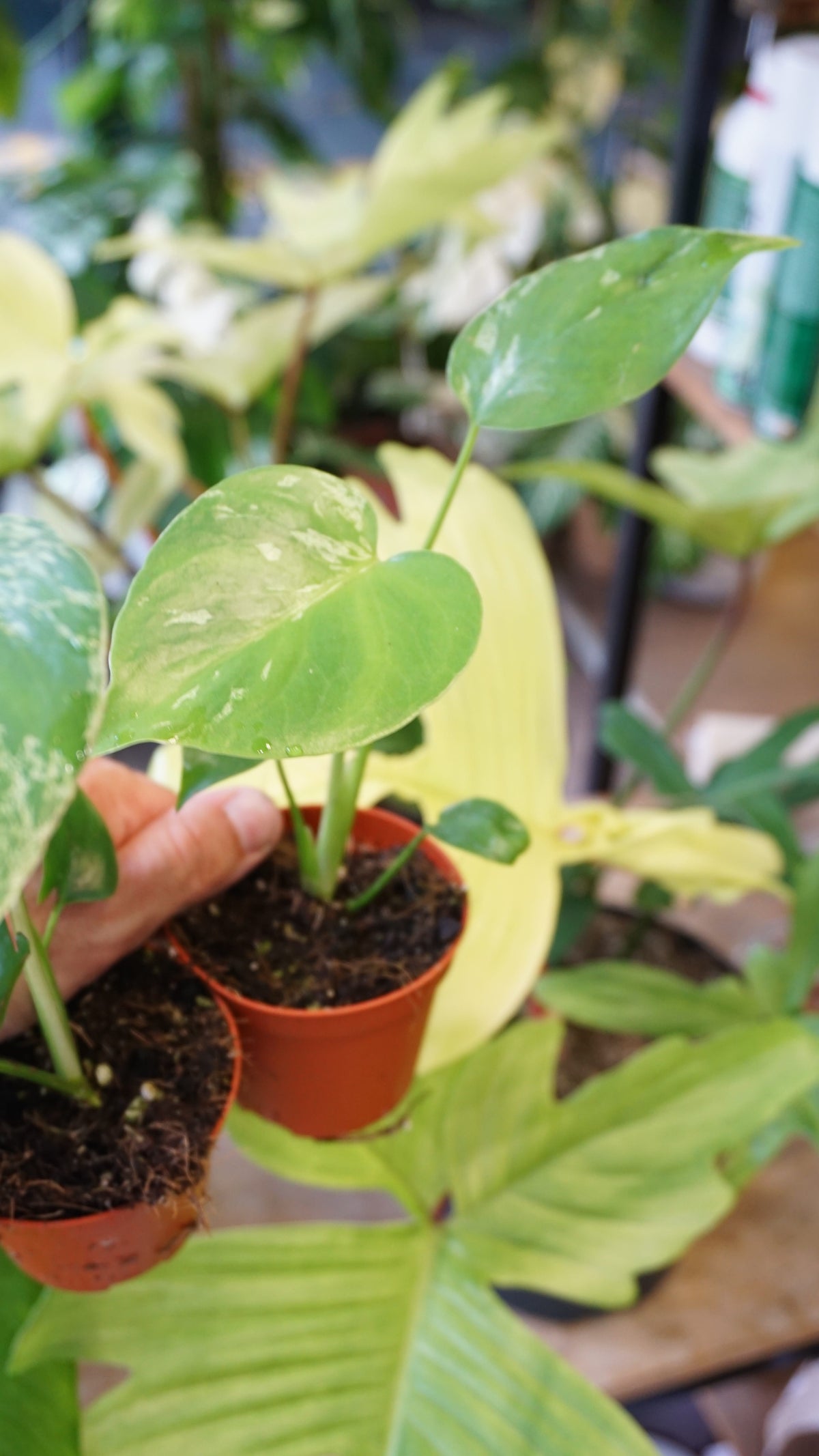 Monstera Bulbasaur Baby studio plantes rares jungle jardinerie strasbourg rare plant shop online pflanzen other example of plant