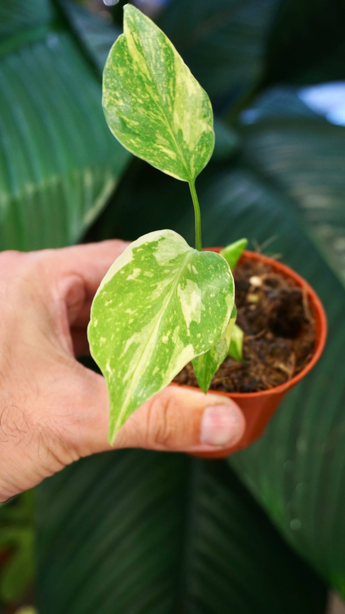 Monstera Electrolytes studio plantes rares jungle jardinerie strasbourg rare plant shop online pflanzen