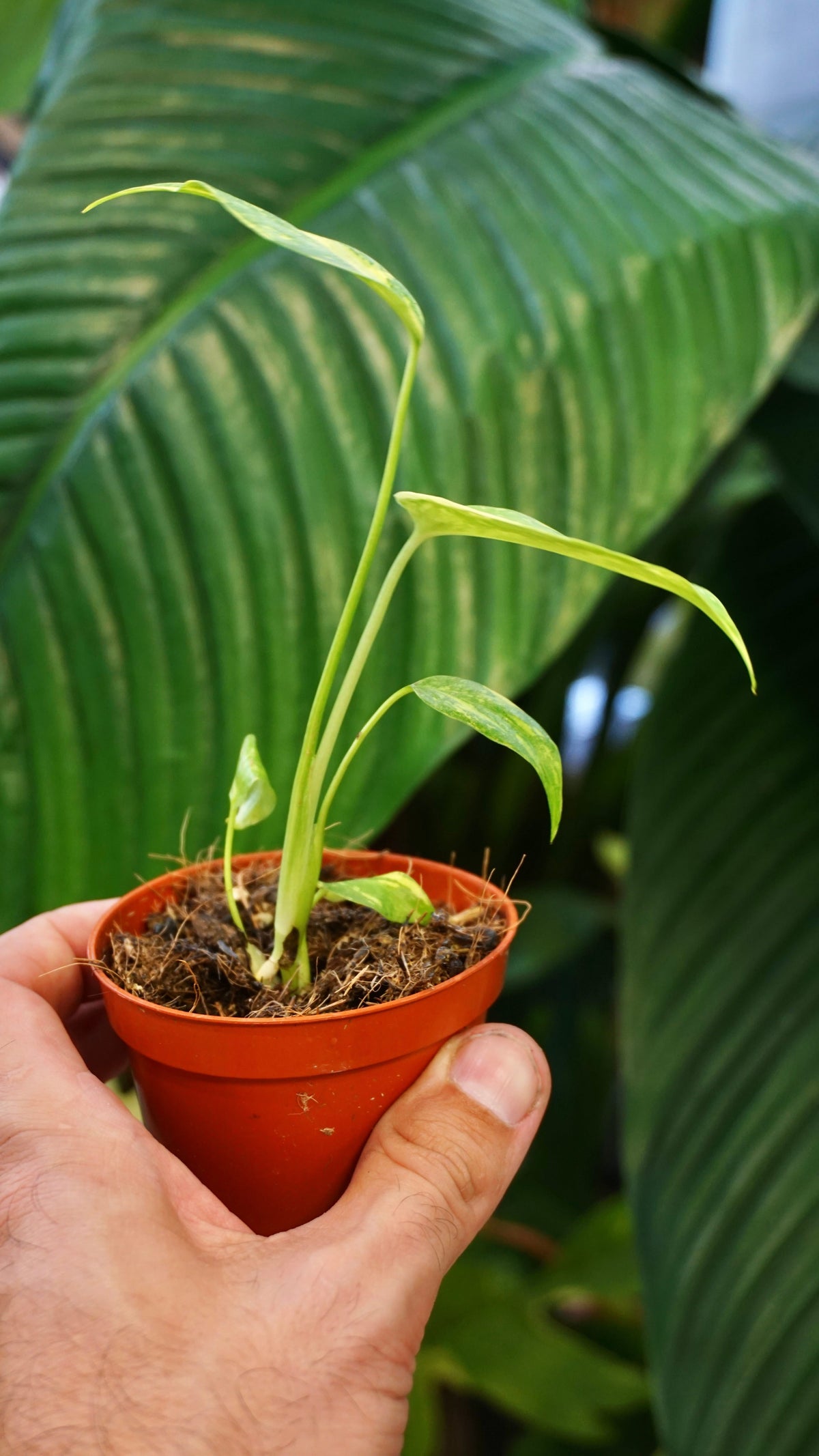 Monstera Electrolytes studio plantes rares jungle jardinerie strasbourg rare plant shop online pflanzen