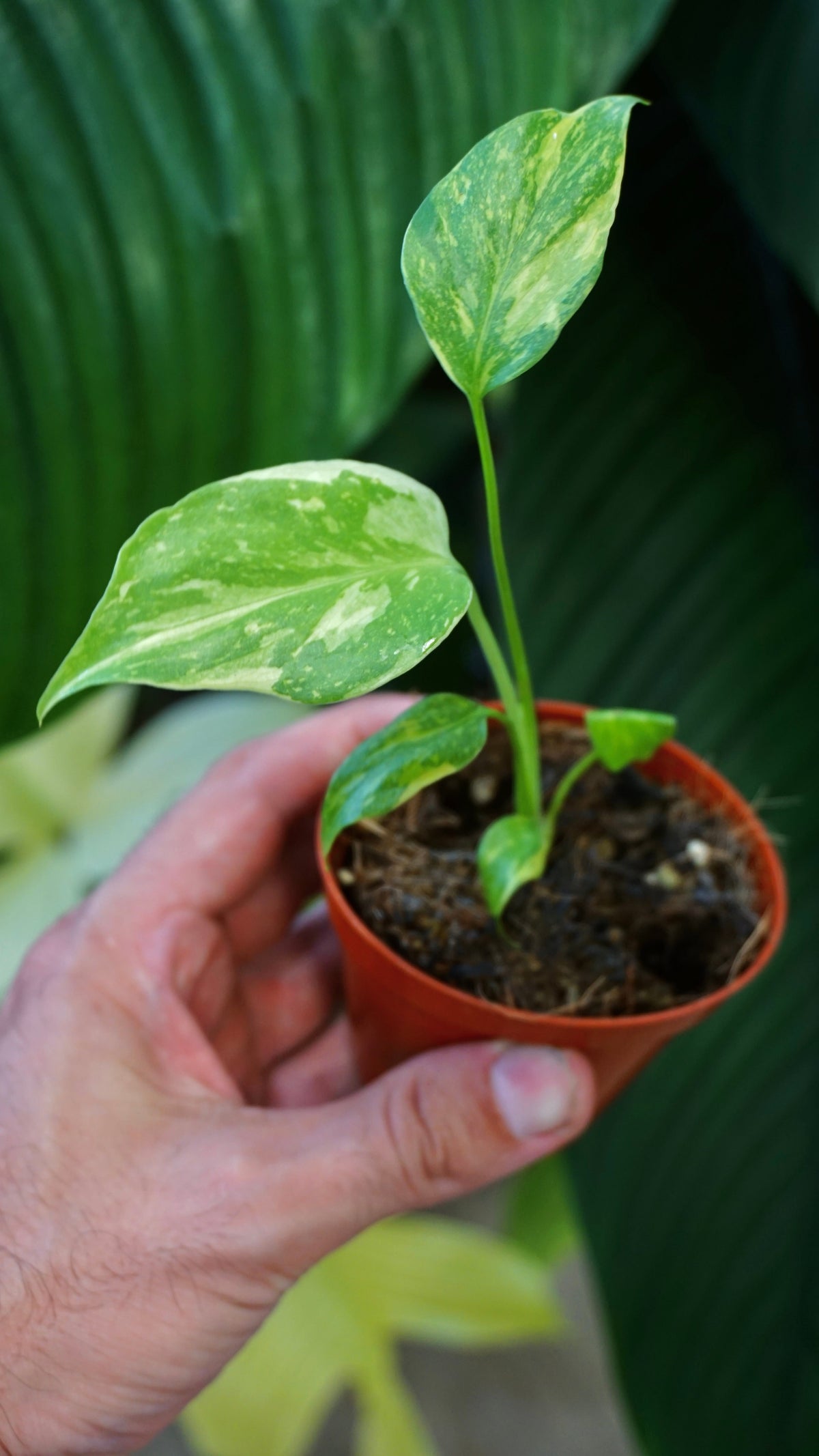 Monstera Electrolytes studio plantes rares jungle jardinerie strasbourg rare plant shop online pflanzen