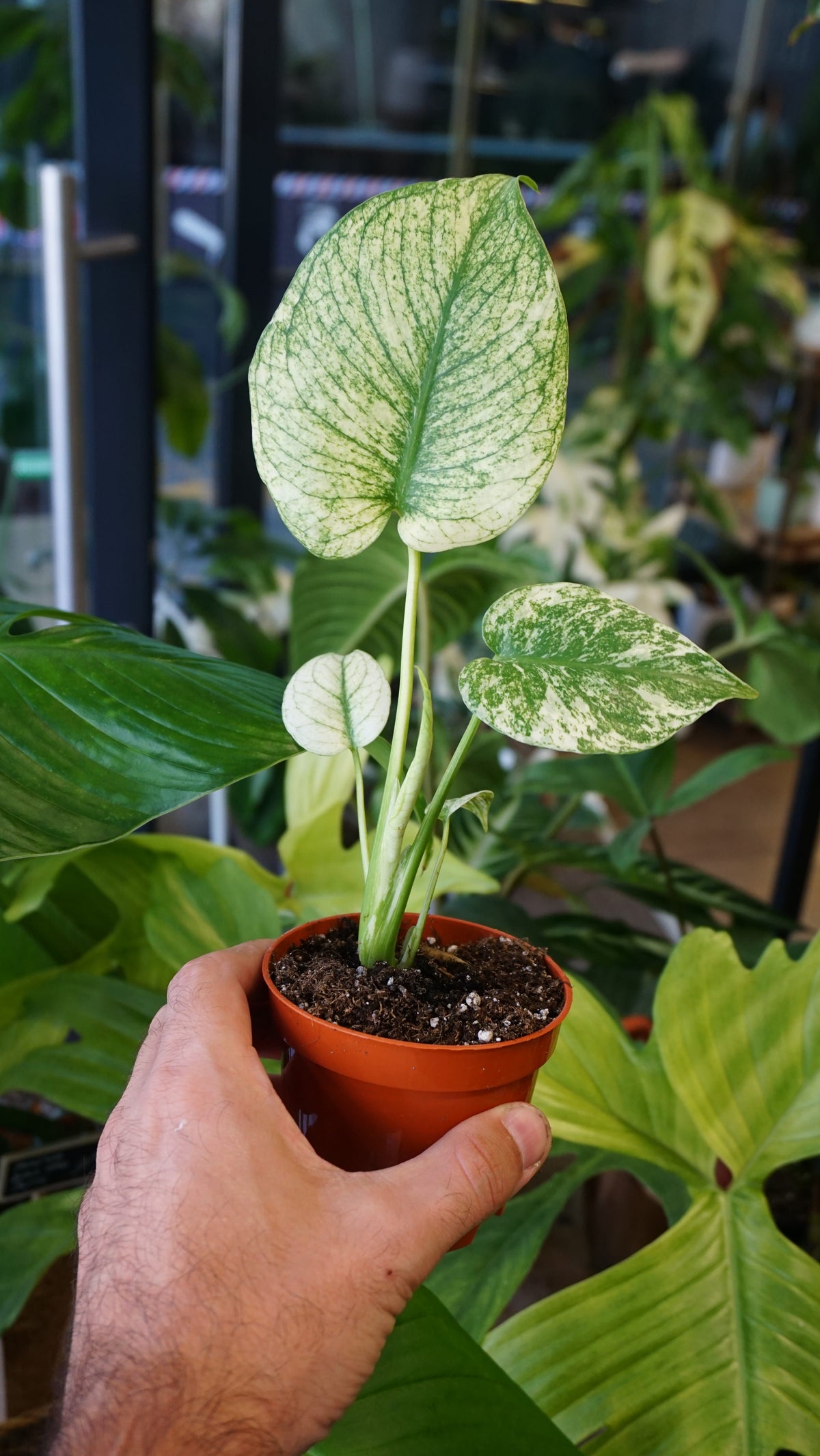 Monstera White Monster studio plantes rares jungle jardinerie strasbourg rare plant shop online pflanzen