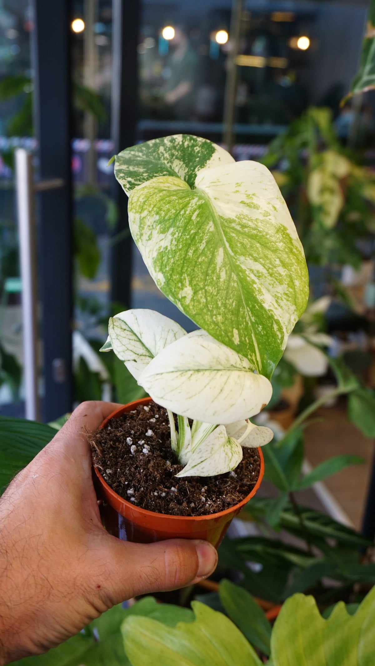 Monstera White Monster studio plantes rares jungle jardinerie strasbourg rare plant shop online pflanzen