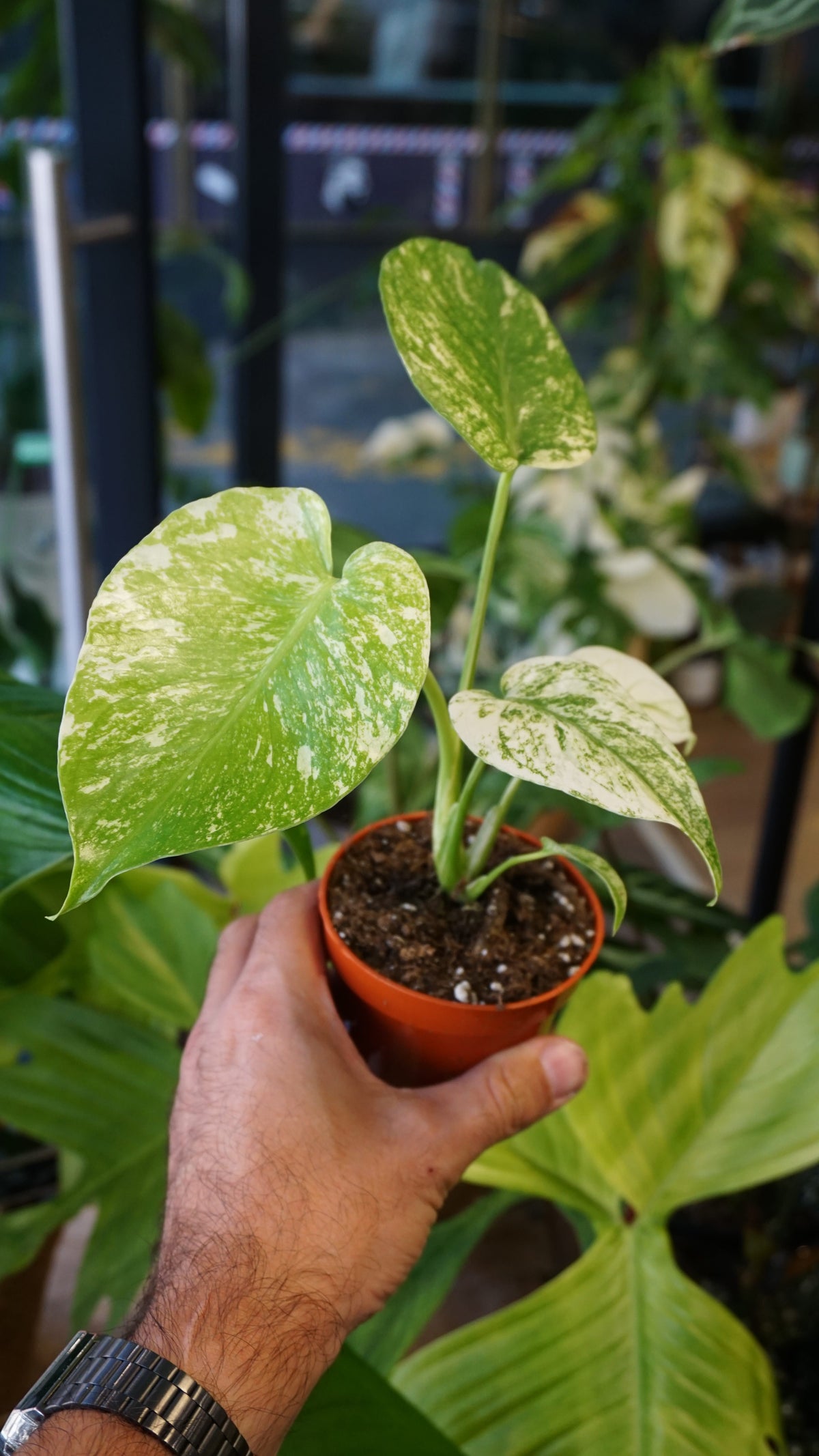 Monstera White Monster studio plantes rares jungle jardinerie strasbourg rare plant shop online pflanzen