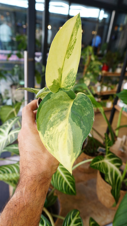 Scindapsus Jade Satin Aurea