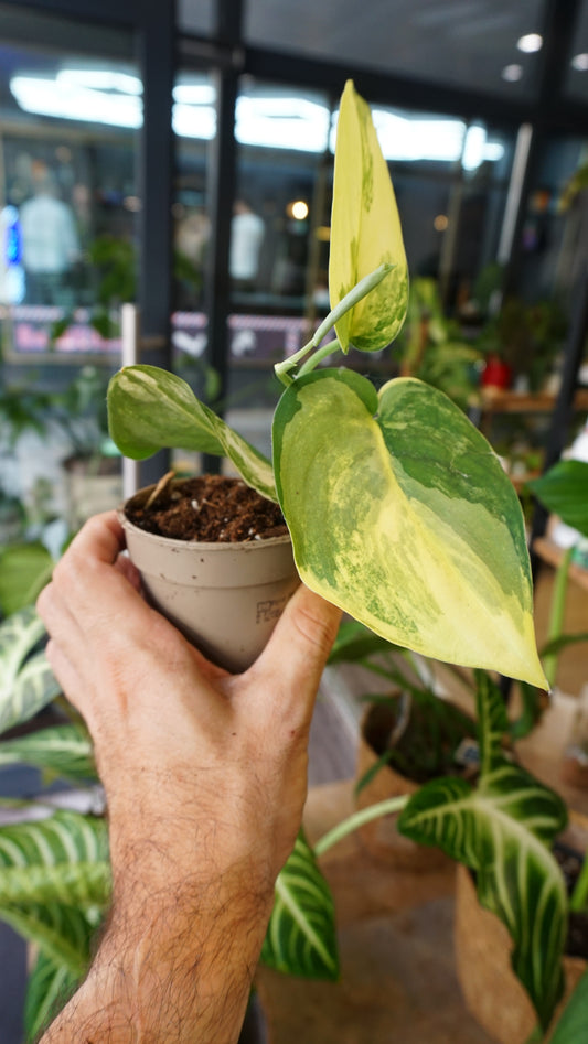 Scindapsus Jade Satin Aurea