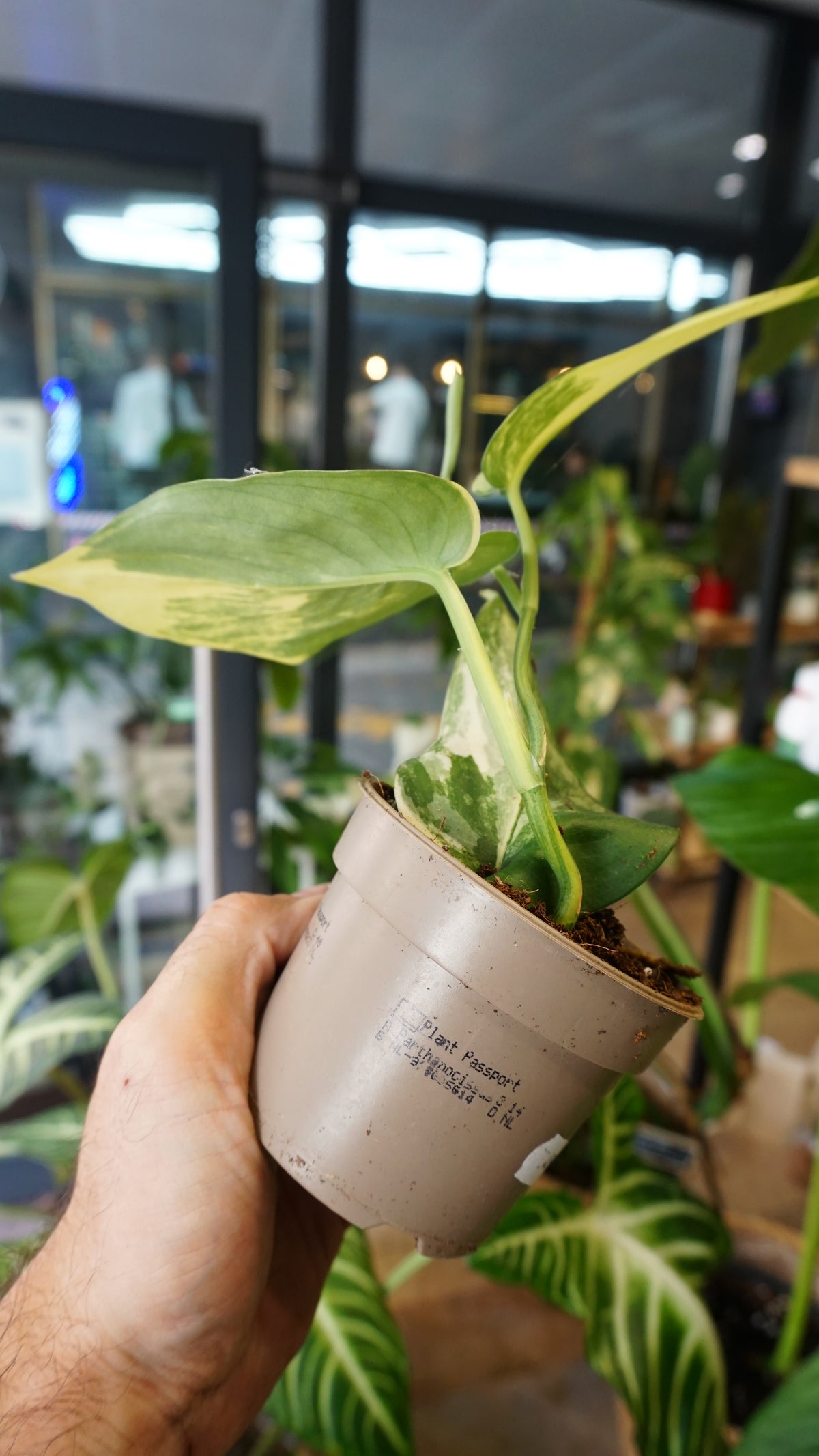 Scindapsus Jade Satin Aurea