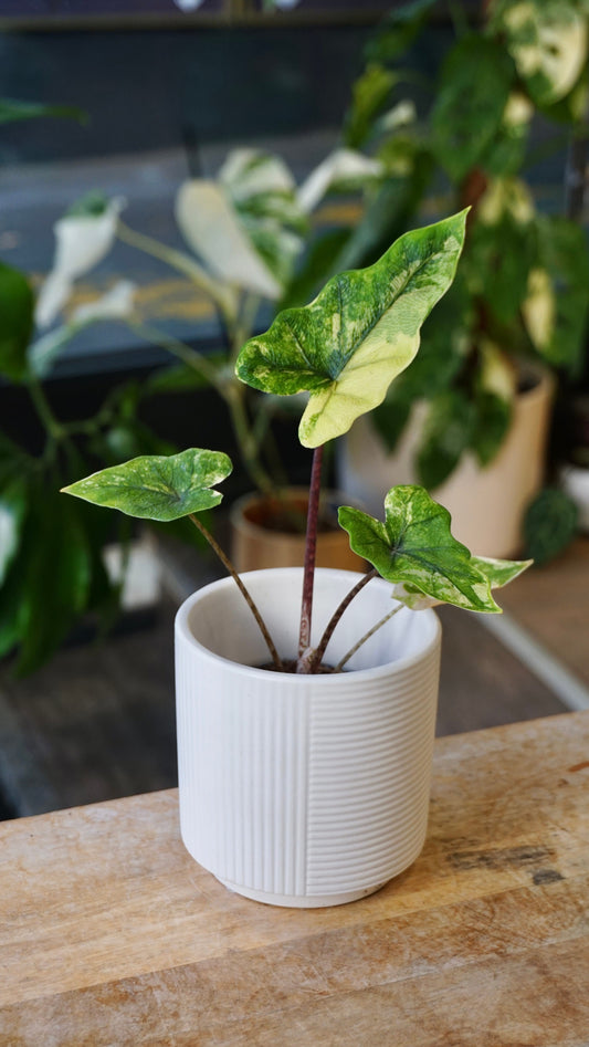 Alocasia Jacklyn Variegata studio plantes rares jungle jardinerie strasbourg rare plant shop online pflanzen