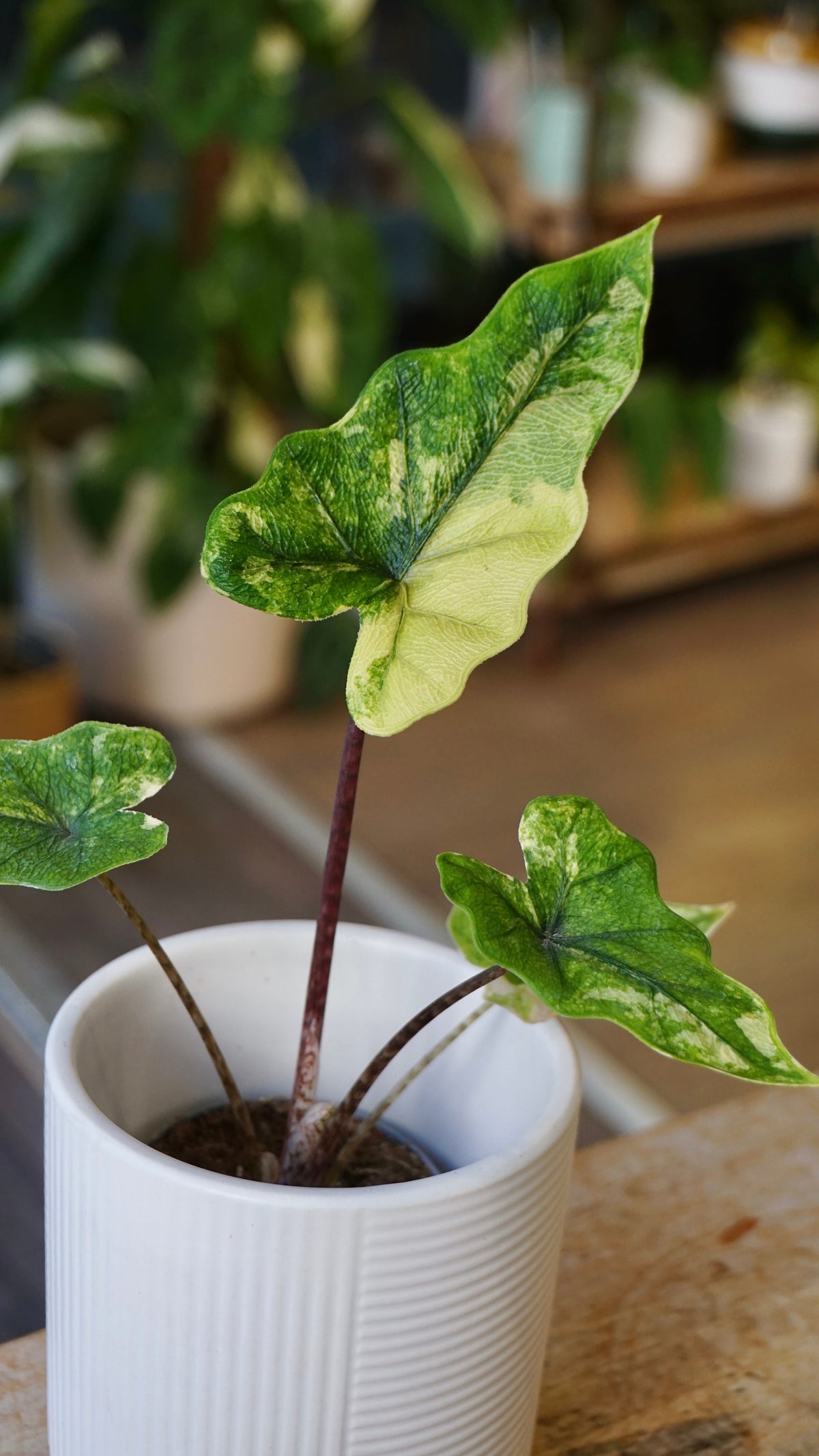Alocasia Jacklyn Variegata studio plantes rares jungle jardinerie strasbourg rare plant shop online pflanzen