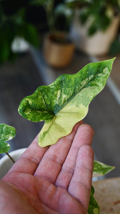 Alocasia Jacklyn Variegata studio plantes rares jungle jardinerie strasbourg rare plant shop online pflanzen