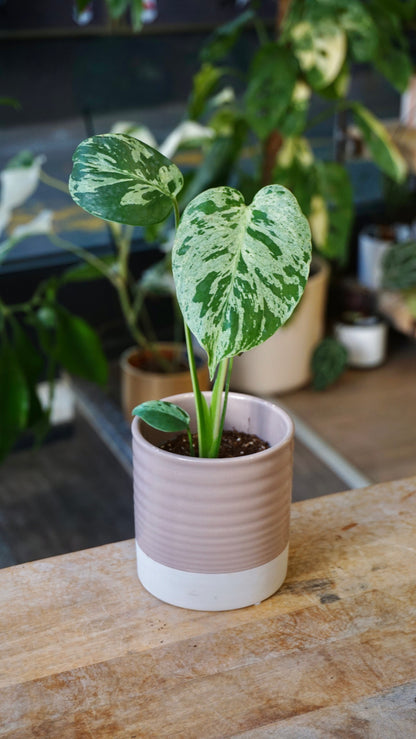 Monstera Vietcosa studio plantes rares jungle jardinerie strasbourg rare plant shop online pflanzen