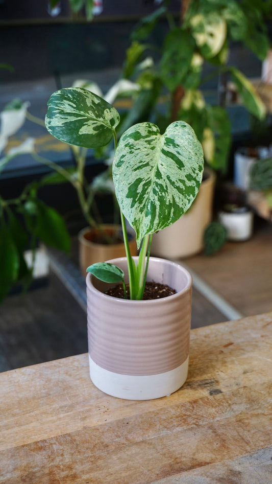 Monstera Vietcosa studio plantes rares jungle jardinerie strasbourg rare plant shop online pflanzen