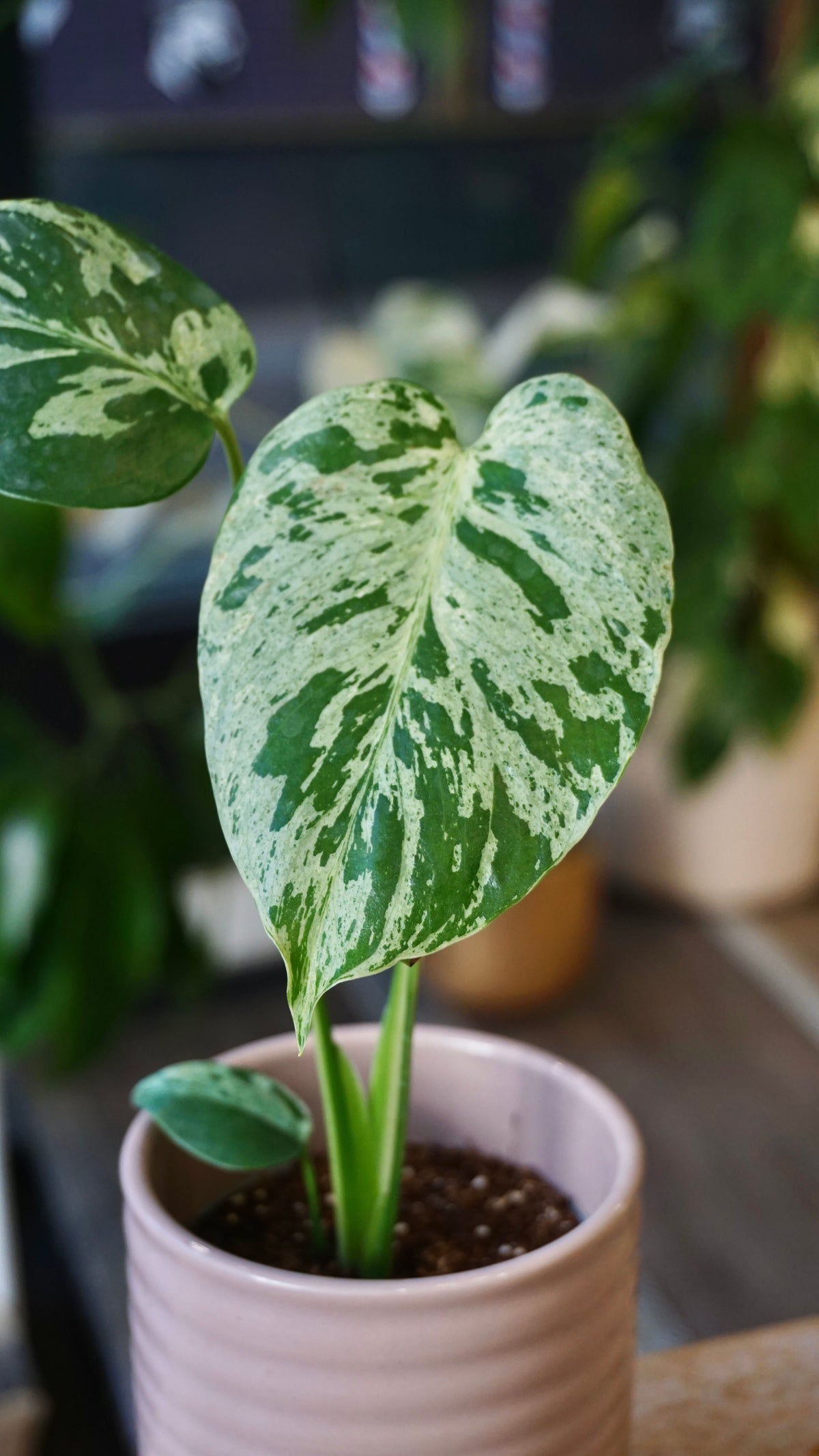 Monstera Vietcosa studio plantes rares jungle jardinerie strasbourg rare plant shop online pflanzen