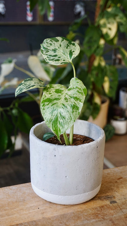 Monstera Vietcosa studio plantes rares jungle jardinerie strasbourg rare plant shop online pflanzen