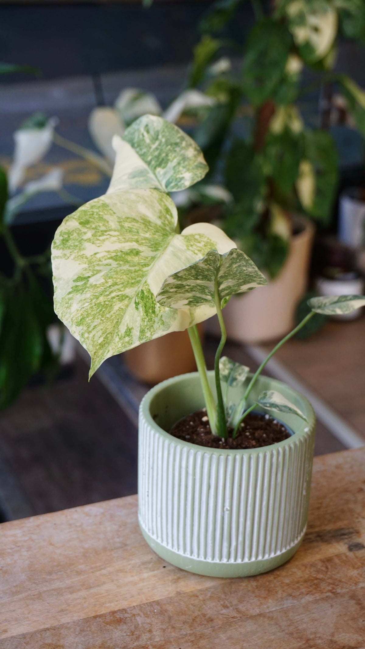 Monstera Legacy Baby studio plantes rares jungle jardinerie strasbourg rare plant shop online pflanzen