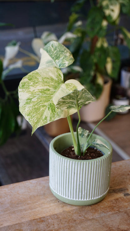 Monstera Legacy Baby studio plantes rares jungle jardinerie strasbourg rare plant shop online pflanzen