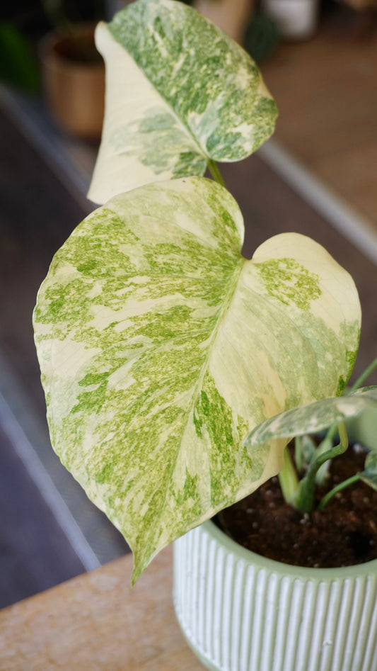 Monstera Legacy Baby studio plantes rares jungle jardinerie strasbourg rare plant shop online pflanzen