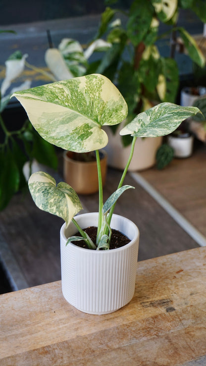 Monstera Legacy Baby studio plantes rares jungle jardinerie strasbourg rare plant shop online pflanzen